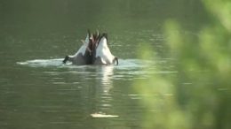 Doling Lake & Waterway Improvements Dedication